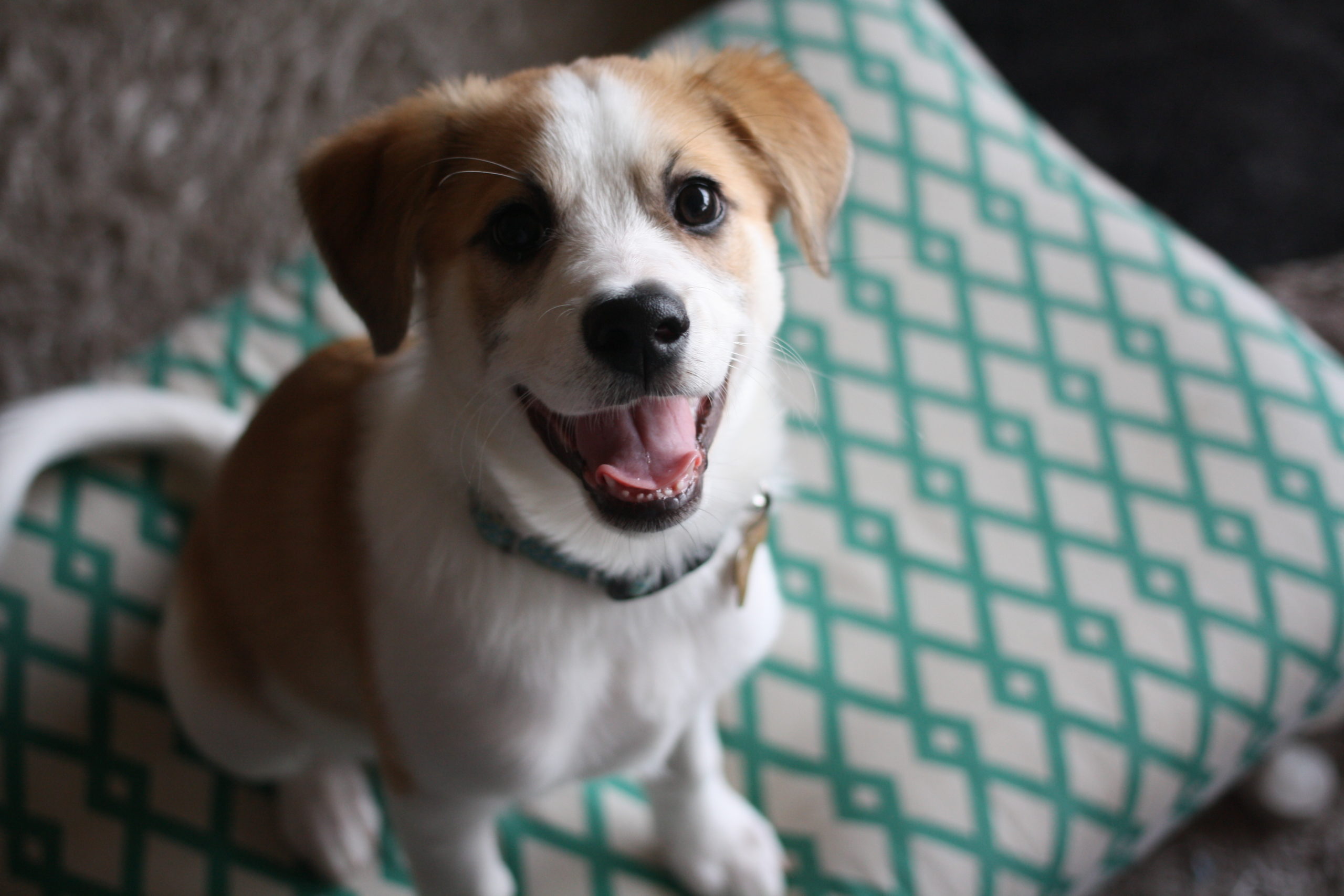 Buzz Rescue Group