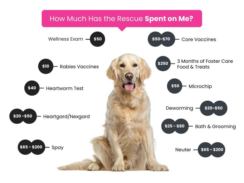 adoption-fees-gabby-s-animal-rescue-inc