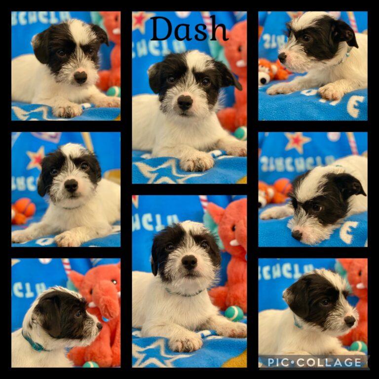 Dash Gabby’s Animal Rescue Inc.