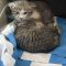 Gaoshun